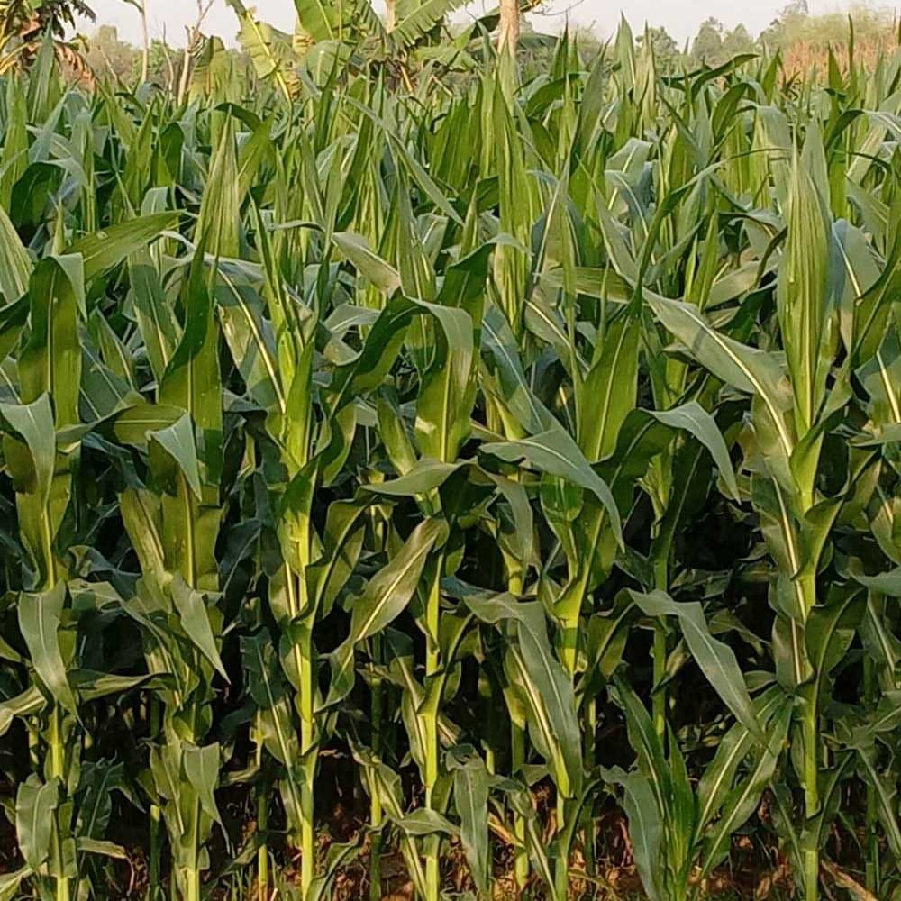 লালপুরে ভুট্টা চাষে কৃষকদের আগ্রহ বাড়ছে”