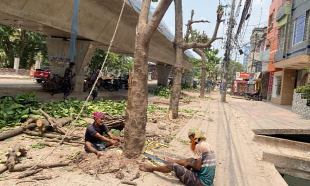 রাজশাহীতে রাস্তা সম্প্রসারণে কাটা হলো ৩০টি কাঠবাদামের গাছ