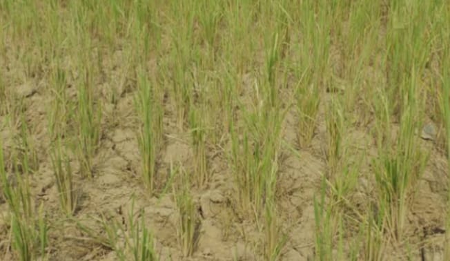 উত্তর-পশ্চিমাঞ্চলে ফসলহানির শঙ্কা
