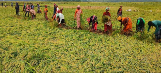নওগাঁ মান্দায় সাত বিঘা জমির ধান জোর করে কেটে