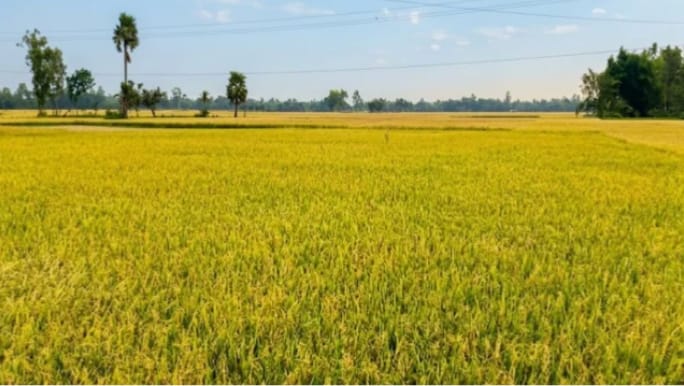 তানোরে শ্রমিকের অভাবে মাঠে পড়ে আছে পাকা ধান