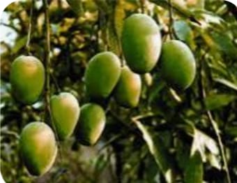 রাজশাহী আশেপাশের উপজেলা গুলোতে ঝরছে আমের গুটি