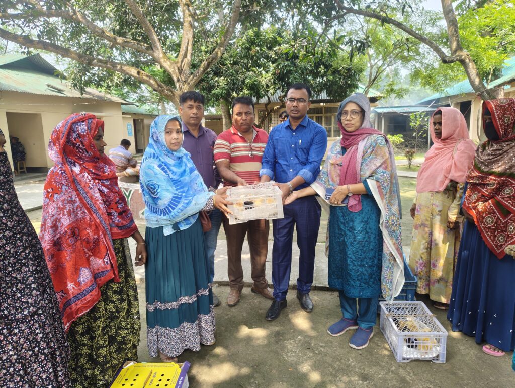 দুর্গাপুরে ব্র‍্যাক মাইক্রোফাইন্যান্স কর্মসূচীর উদ্যোগে বিনামূল্যে মুরগির বাচ্চা বিতরণ