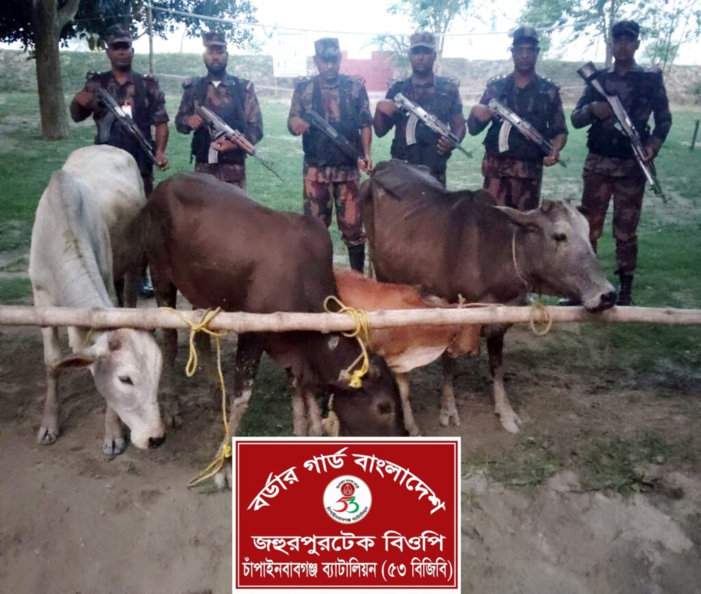 চাঁপাইনবাবগঞ্জ সীমান্তে ৫৩ বিজিবির অভিযান ৪টি ভারতীয় গরু জব্দ