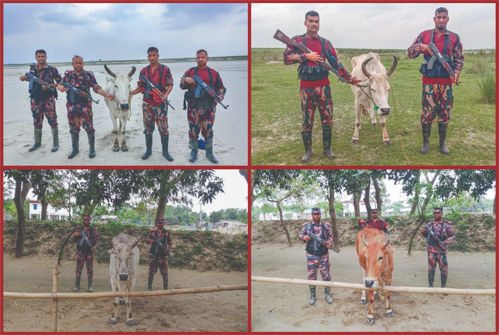 ​চাঁপাইনবাবগঞ্জ সীমান্তে ৫৩ বিজিবির সাঁড়াশি অভিযান ৪টি ভারতীয় গরু জব্দ