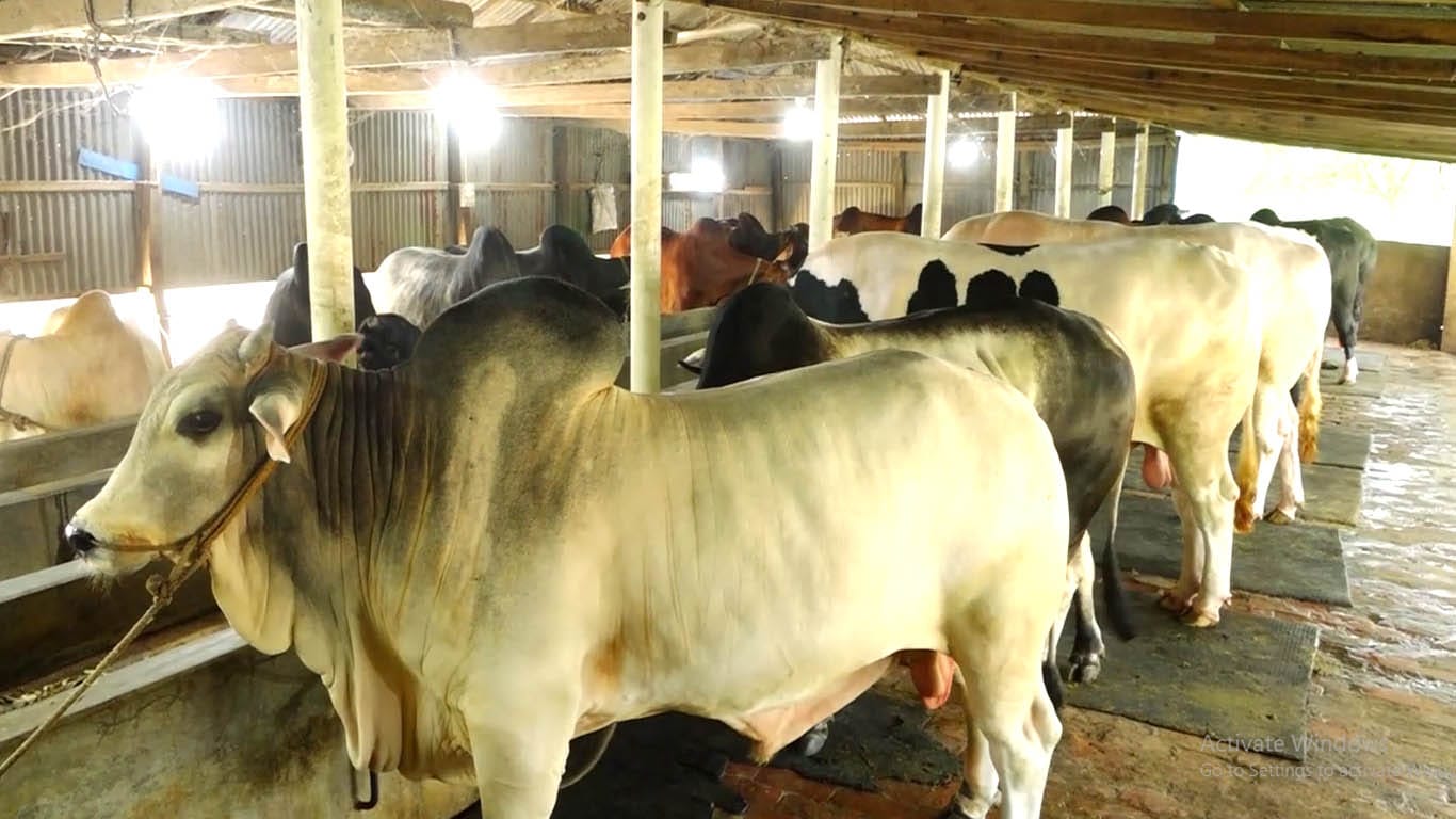 রায়গঞ্জে কোরবানীর জন্য প্রস্তুত ৭১ হাজার পশু