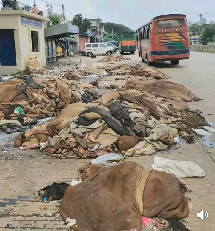 ঢাকা-চট্টগ্রাম মহাসড়কের পাশে ফেলে রাখা কোরবানির পশুর পরিত্যক্ত চামড়ার দুর্গন্ধে মীরসরাই পৌরবাসী ওষ্ঠাগত