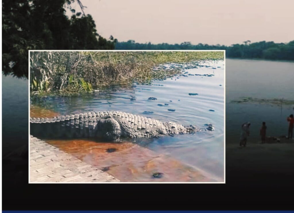 খান জাহান আলী মাজারের দিঘিতে কুমিরের হামলা, ৮ বছরের শিশু নিখোঁজ
