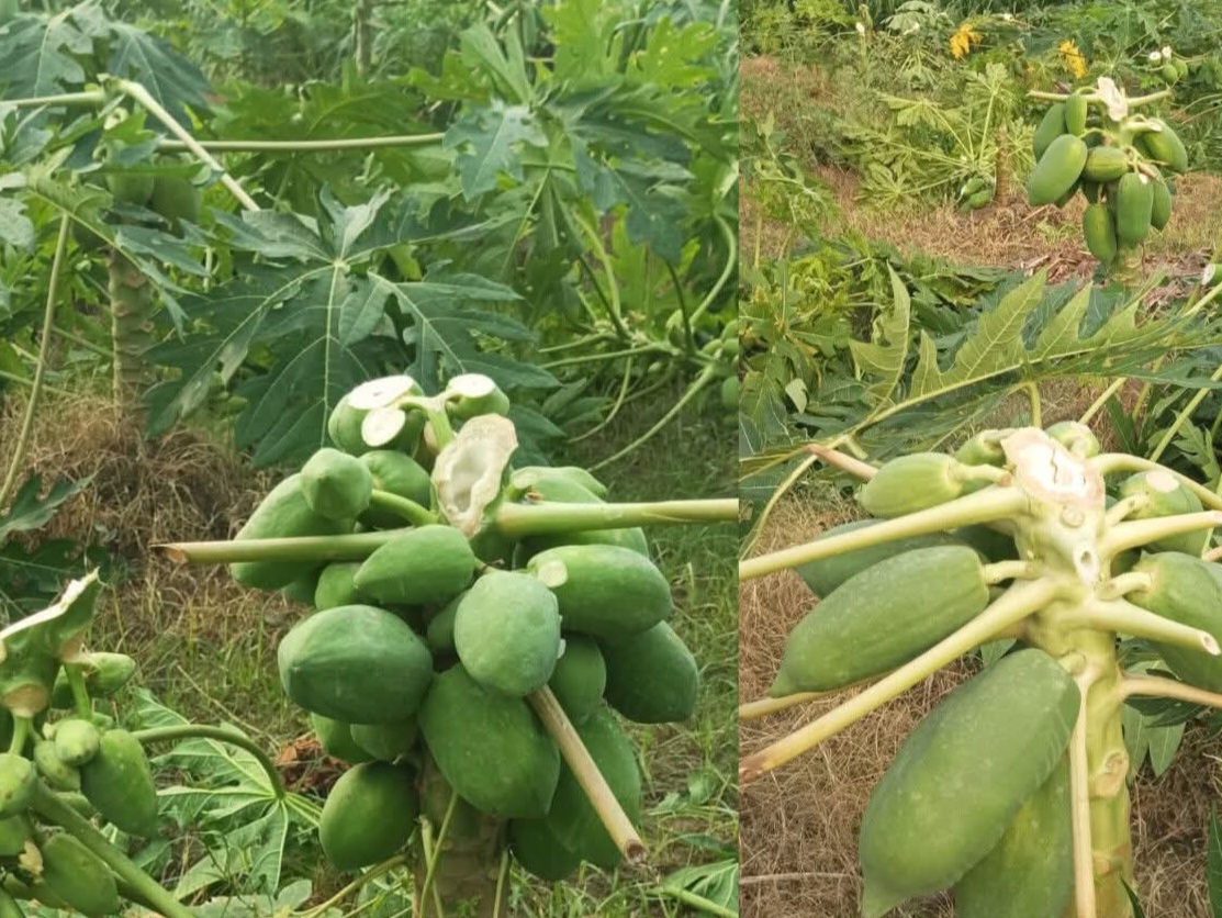 লালপুরে রাতের আঁধারে ৯শত পেঁপে গাছ কেটে সাবাড়, দিশেহারা বর্গাচাষী​লালপুর