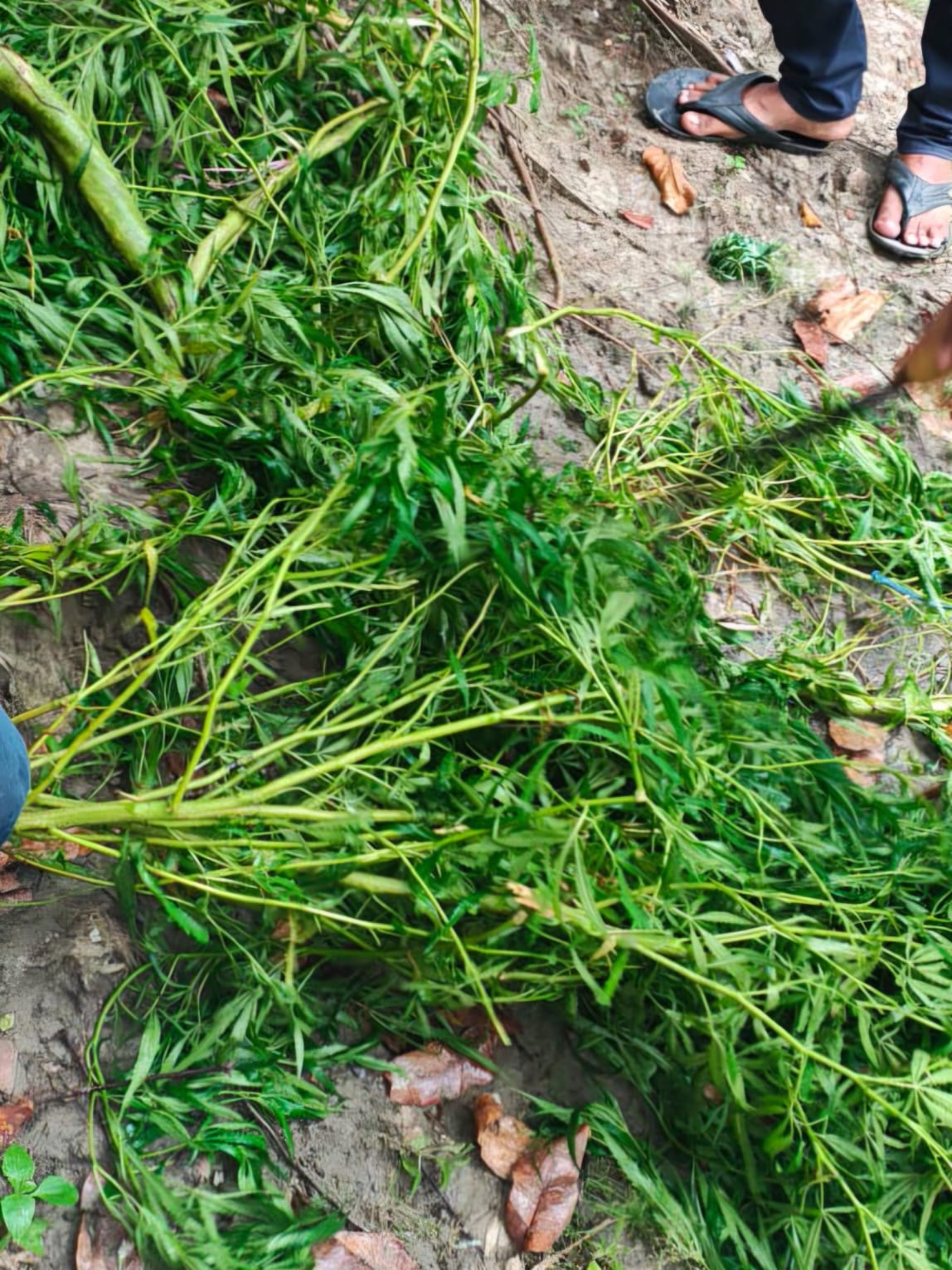 লালপুরে বসতবাড়িতে গাঁজা চাষ: ৩টি গাছ উদ্ধার, পলাতক আসামির বিরুদ্ধে মামলা,