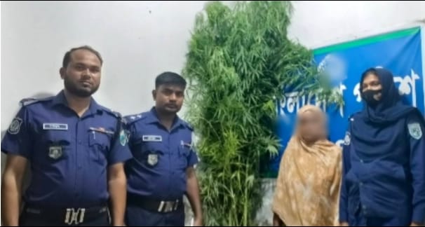বাঘায় গাঁজার গাছসহ নারী আটক