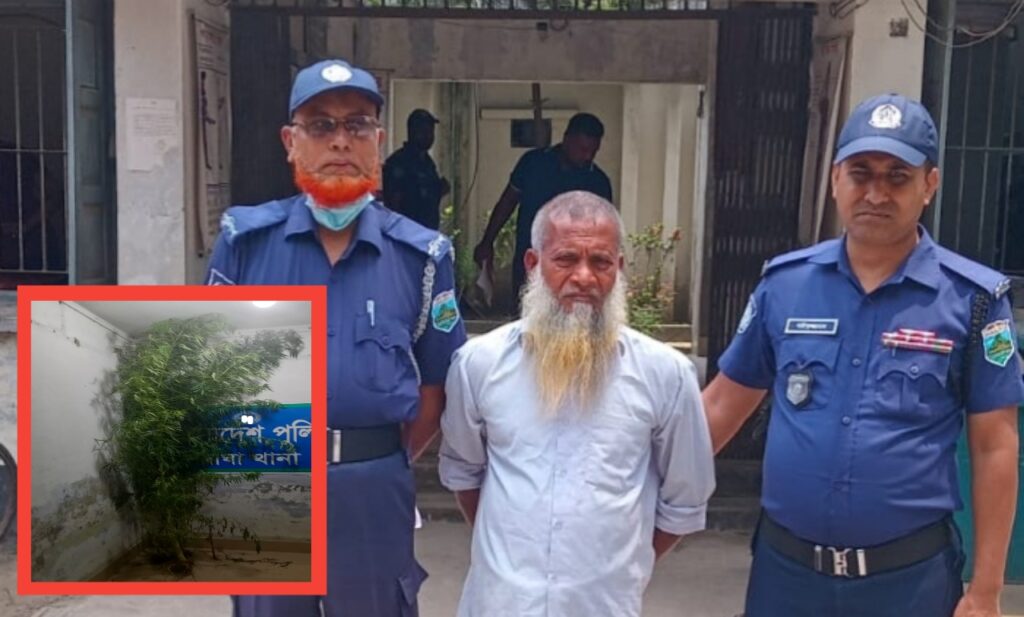 বাঘায় বসতবাড়িতে গাঁজার চাষ: ৪ কেজি ওজনের গাছসহ যুবক আটিক।