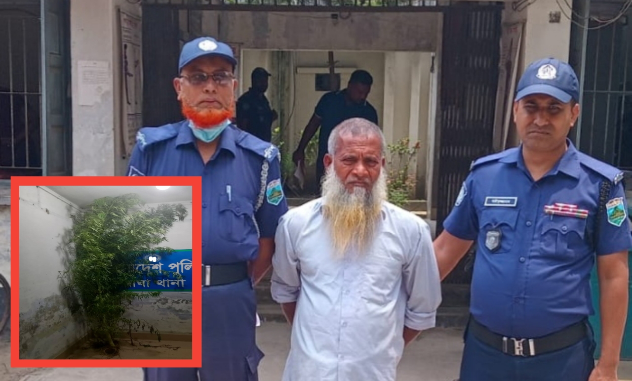 বাঘায় বসতবাড়িতে গাঁজার চাষ: ৪ কেজি ওজনের গাছসহ যুবক আটিক।