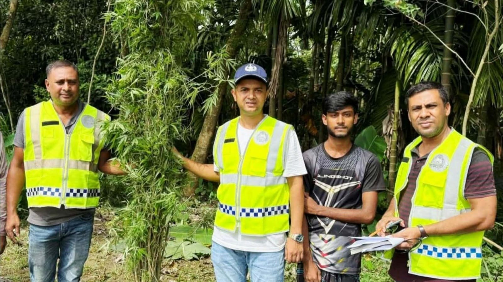 সীমান্তে অভিনব কাণ্ড: সুপারির বাগানে গ্রিনহাউস পদ্ধতিতে গাঁজা চাষ, অর্ধশতাধিক গাছ জব্দ