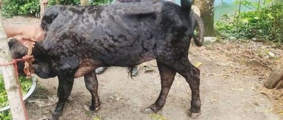 টিকার তীব্র সংকট ও অসচেতনতা: লালপুরে ল্যাম্পি স্কিন রোগে আক্রান্ত ২০ হাজার গরু, মৃত অর্ধশত​”