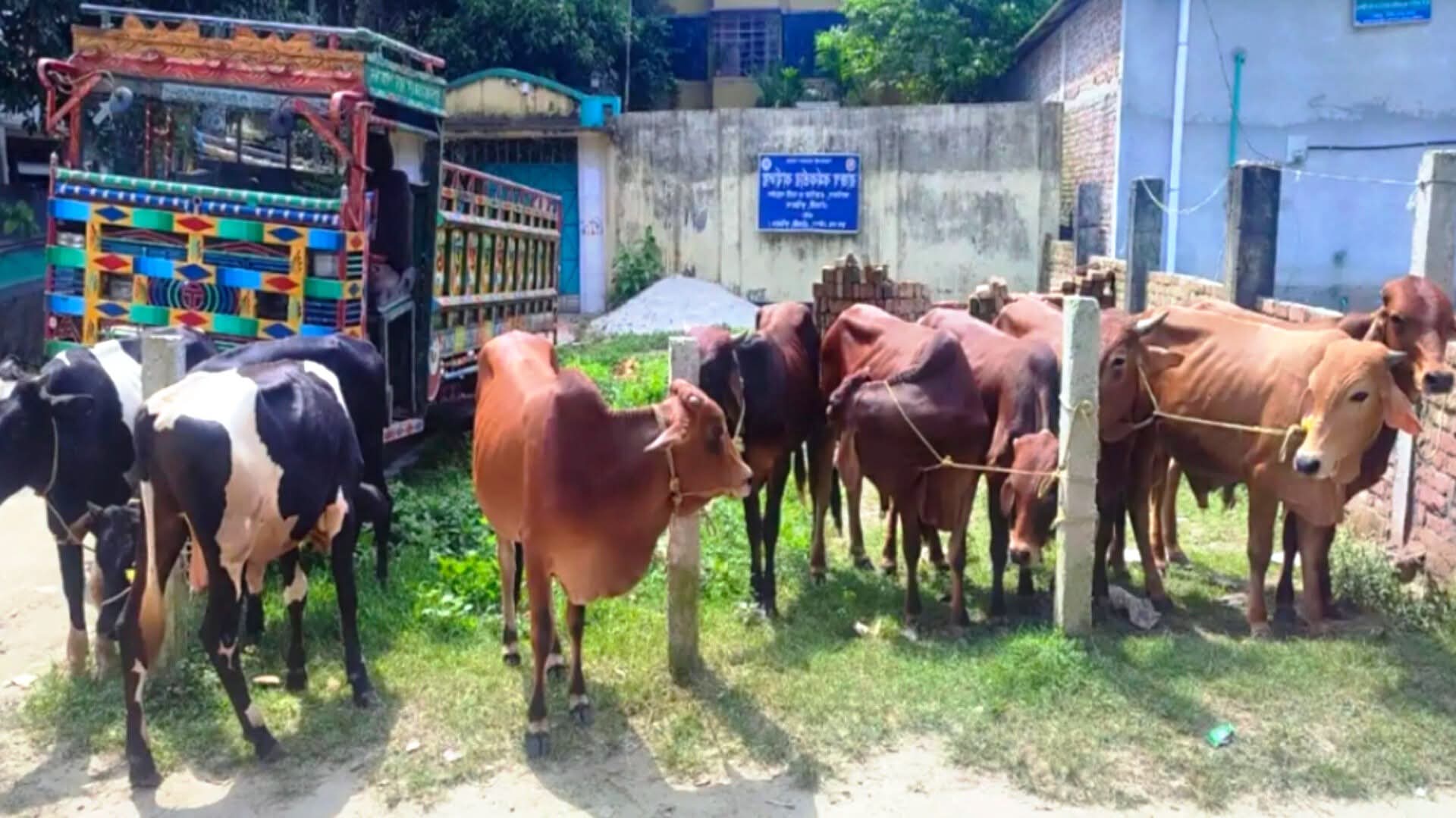 রৌমারীতে ভারতীয় গরুর নিলাম ঘিরে বিএনপি-জামায়াত নেতাকর্মীদের হাতাহাতি ঘটনাস্থলে অতিরিক্ত পুলিশ মোতায়েন