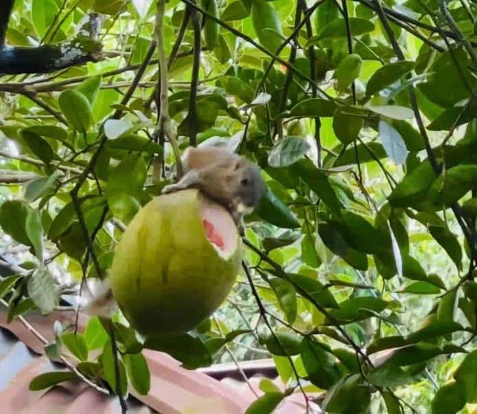 কাঠবিড়ালির জাম্বুরা খাওয়ার দৃশ্য ক্যামেরাবন্দি!