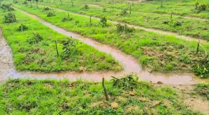 নওগাঁর পোরশা উপজেলায় রাতের আঁধারে ৩০০ আমগাছ কেটে ফেলেছে দুর্বৃত্তরা।