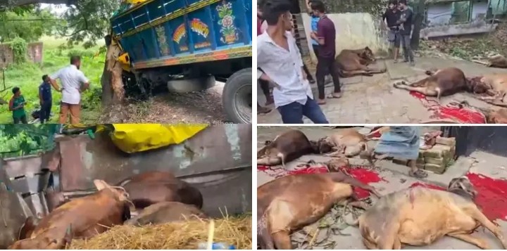 চট্টগ্রামের সীতাকুন্ডের পন্থিচিলা এলাকায় গরু বাহী ট্রাক উল্টে ব্যবসায়ী নিহত, মারা গেছে ৫ টি গরু, ৬টি জবাই,আহত হয়েছে ৭ টি গরু