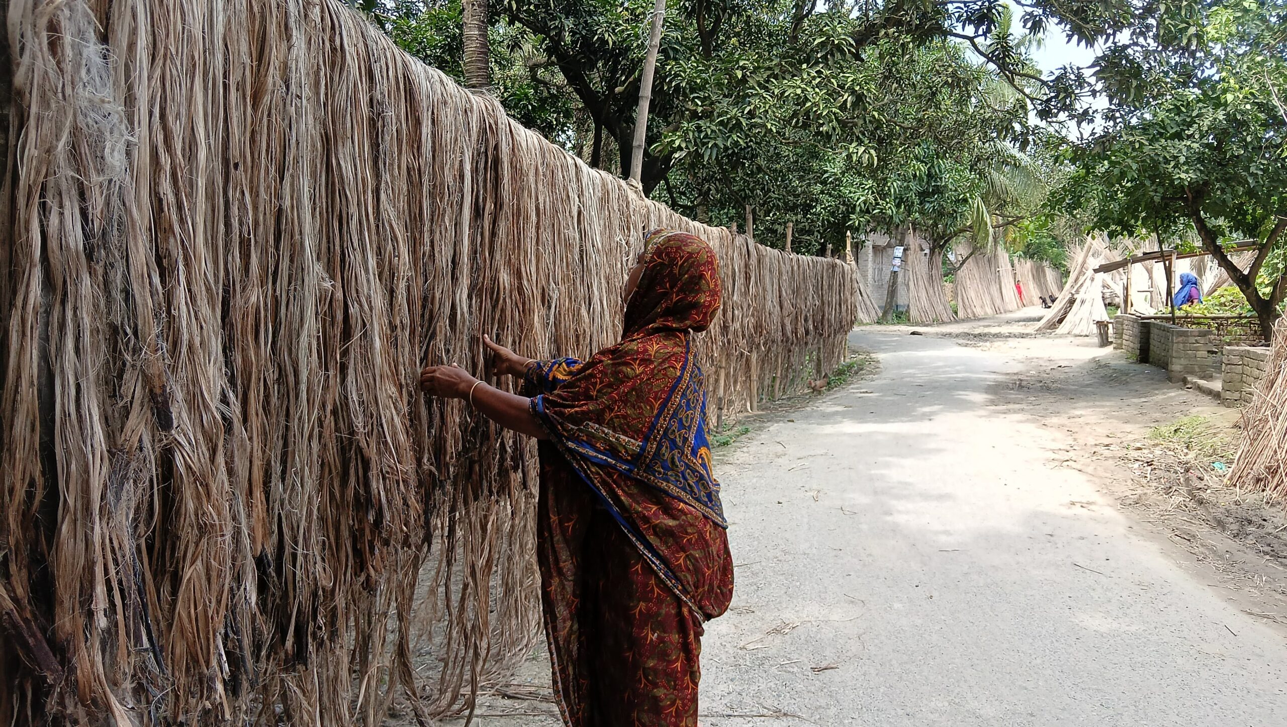 ‎পাটের ভালো ফলনে খুশি মোহনপুরের কৃষক