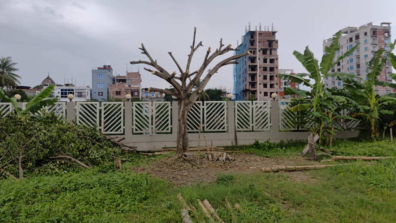 গাছের ছায়ায় শ্রমিকের বিশ্রাম ও কাজ বন্ধ করতে ১ যুগ বয়সী সরকারি পাইকড় গাছ কর্তন।