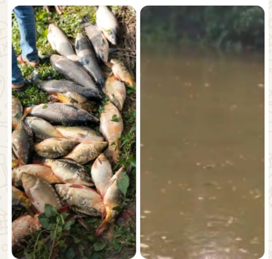 দিঘলিয়ায় দুর্বৃত্ত কর্তৃক মাছের ঘেরে বিষ প্রয়োগ মাছ নিধন তিন লাখ টাকার ক্ষয়ক্ষতি