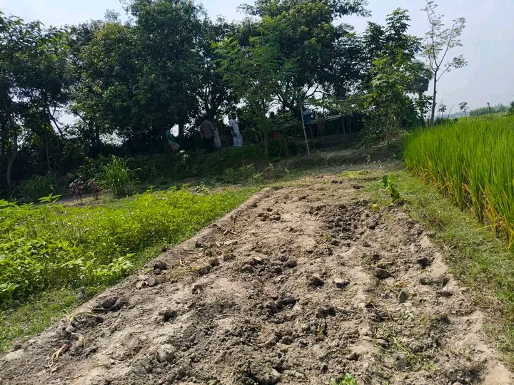 সাপাহারে কৃষকের সবজি ক্ষেত কে’টে দিল দু’র্বৃ’ত্ত’রা৷