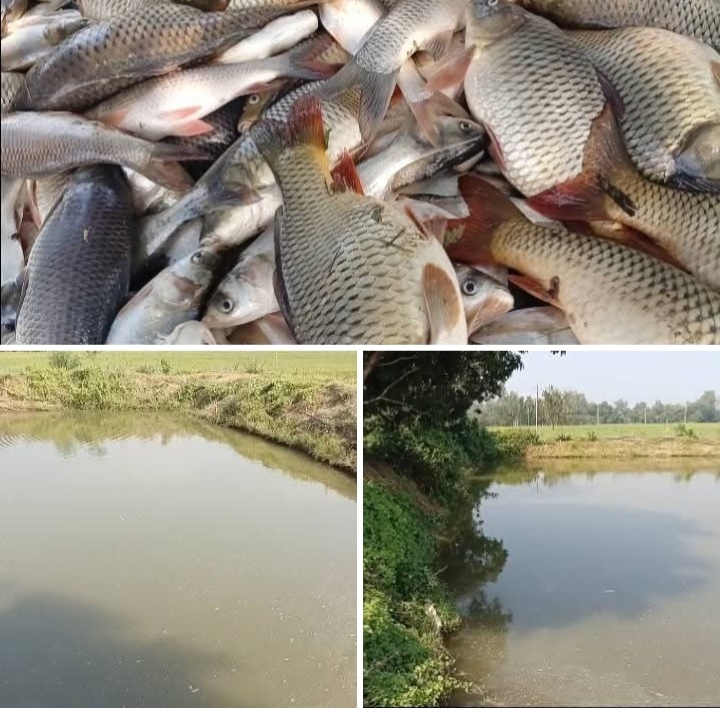 নিয়ামতপুরে পুকুরে বিষ প্রয়োগে দুই লাখ টাকার মাছ নিধন, থানায় অভিযোগ