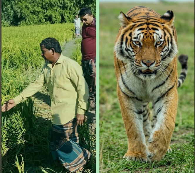 লালমনিরহাটের হাতীবান্ধা সীমান্তে বিজিবির থার্মাল ক্যামেরা ও ড্রোনে ধরা পড়ল বাঘ
