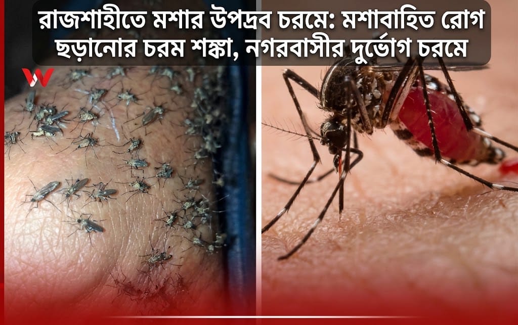 ​রাজশাহীতে মশার উপদ্রব চরমে: মশাবাহিত রোগ ছড়ানোর চরম শঙ্কা, নগরবাসীর দুর্ভোগ চরমে